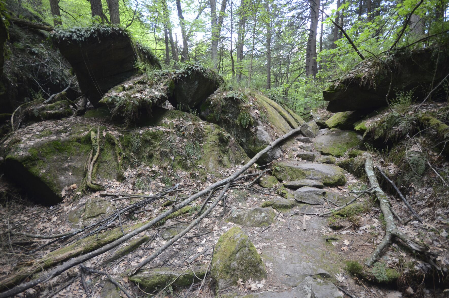 Ice Glen ravine